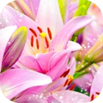 Logo of Pink Lilies Theme android Application 